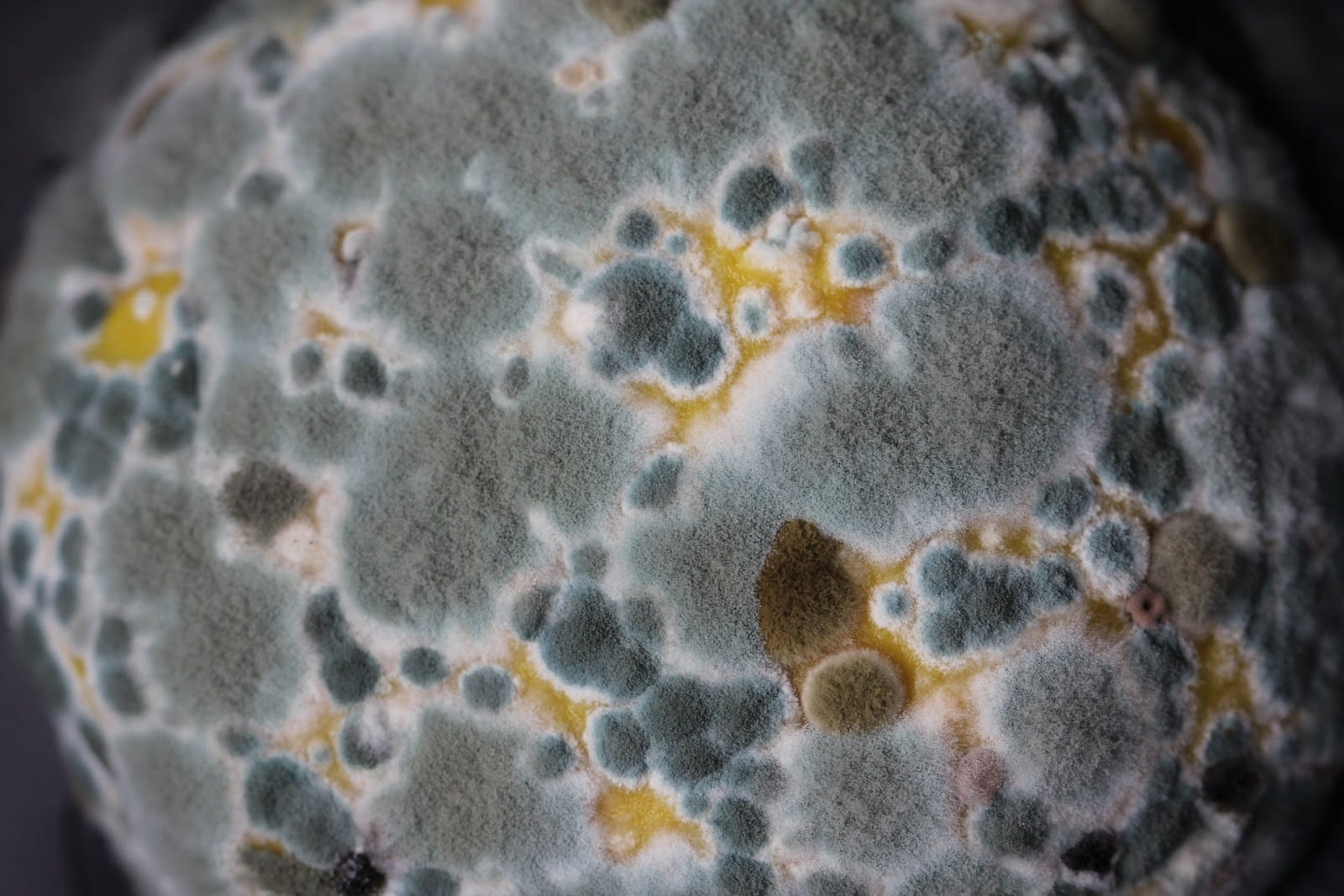 mold particles and health problems