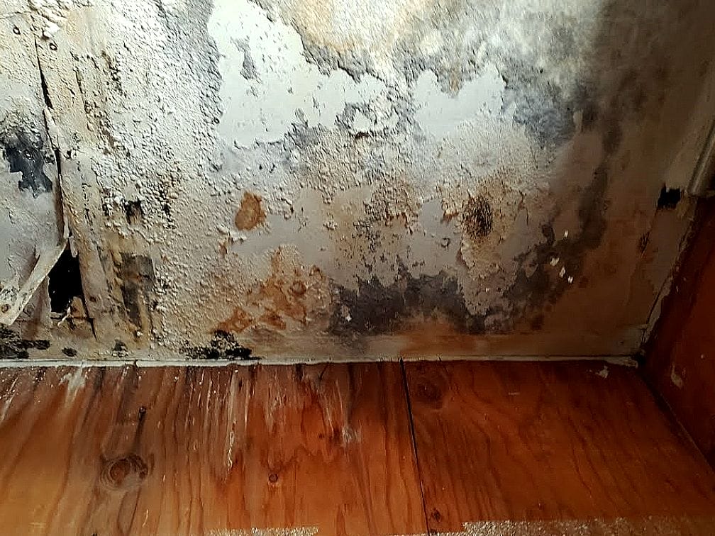 mold growth in ceiling