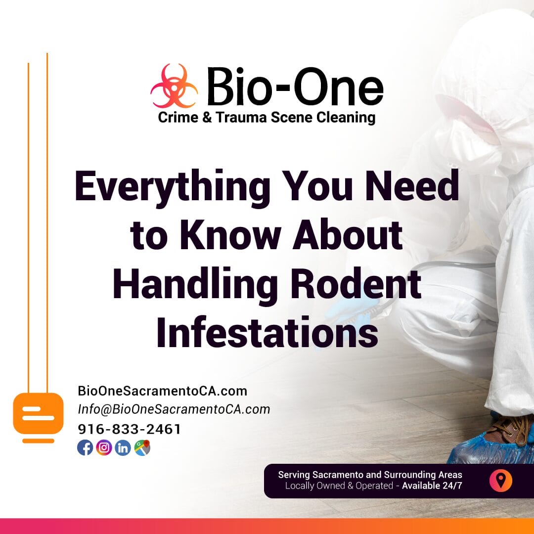 Everything You Need to Know About Handling Rodent Infestations